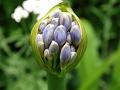 2014-0720_1355_Agapanthus_24,1C